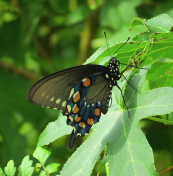 Pipevine Swallowtail